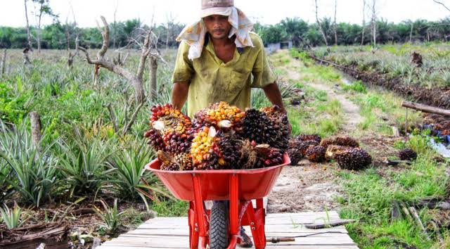 Ilustrasi TBS kelapa sawit untuk perkebunan kemitraan plasma di Provinsi Riau naik (foto/int)